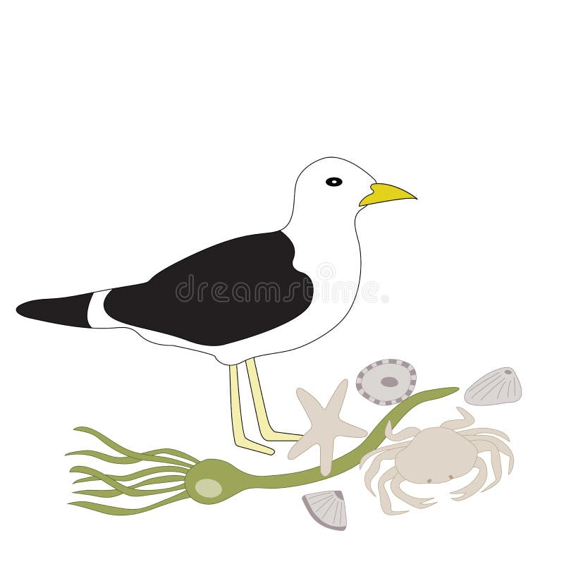 Vectorzeemeeuw, Zeewier, Overzeese Shells, Stervissen, Krabillustratie stock illustratie Vectorzeemeeuw, Zeewier, Overzeese Shells, Stervissen, Krabillustratie stock illustratie