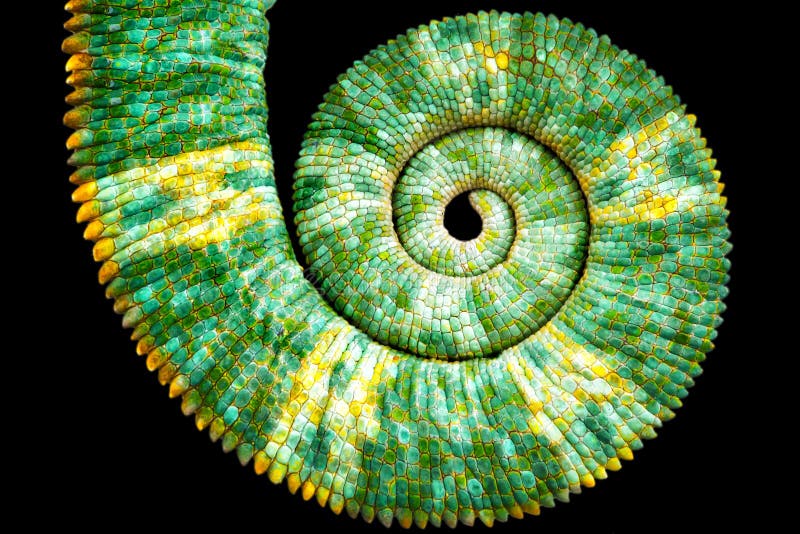 Vedere atentă a unei frumoase cozi colorate și colorate cu calyptratus care dezvăluie curba spirală fibonacci tematică stock photography