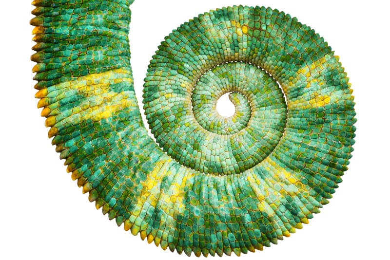 Vedere atentă a unei frumoase cozi colorate și colorate cu calyptratus care dezvăluie curba spirală fibonacci tematică stock image