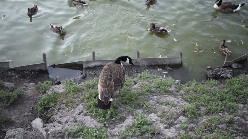 Vedere de sus a unui canadensis de gâscă Branta din Canada mergând de-a lungul marginii iazurilor stock video footage