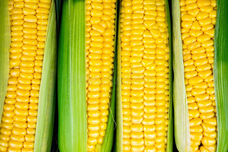 Vedere detaliată de închidere a porumbului galben dulce stock photos