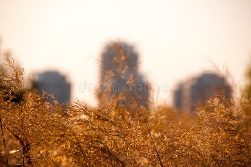 Vedere detaliată a vârfurilor de stuf împotriva clădirilor orașelor royalty free stock photography