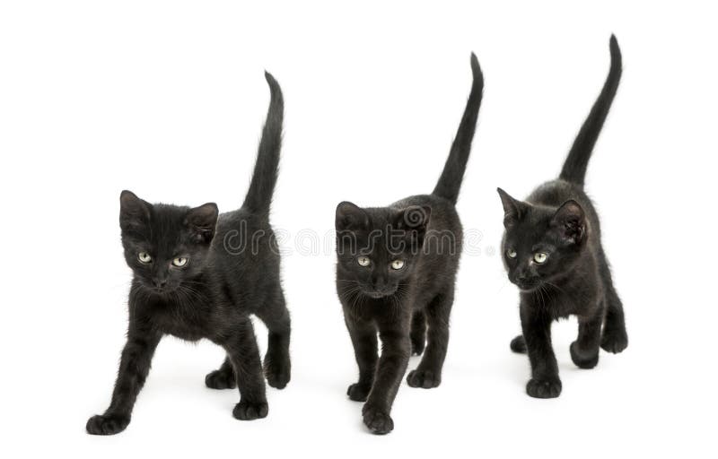 Vedere frontală a unui grup de pisici negre stock photo