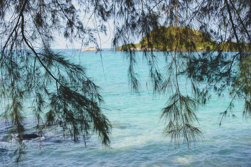 Vedere tropicală a mării și a insulei îndepărtate prin ramuri de trestie equisetifolia în ziua verii. stock image
