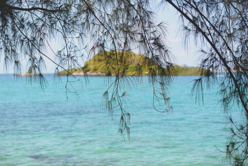 Vedere tropicală a mării și a insulei îndepărtate prin ramuri de trestie equisetifolia în ziua verii. stock images