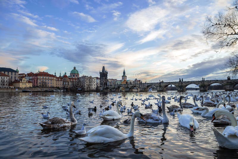 Veduta del ponte Charles nella Repubblica ceca di Praga sul fiume Vltava, nei cigni in primo piano che si prosciugano in questo p fotografia stock Veduta del ponte Charles nella Repubblica ceca di Praga sul fiume Vltava, nei cigni in primo piano che si prosciugano in questo p fotografia stock