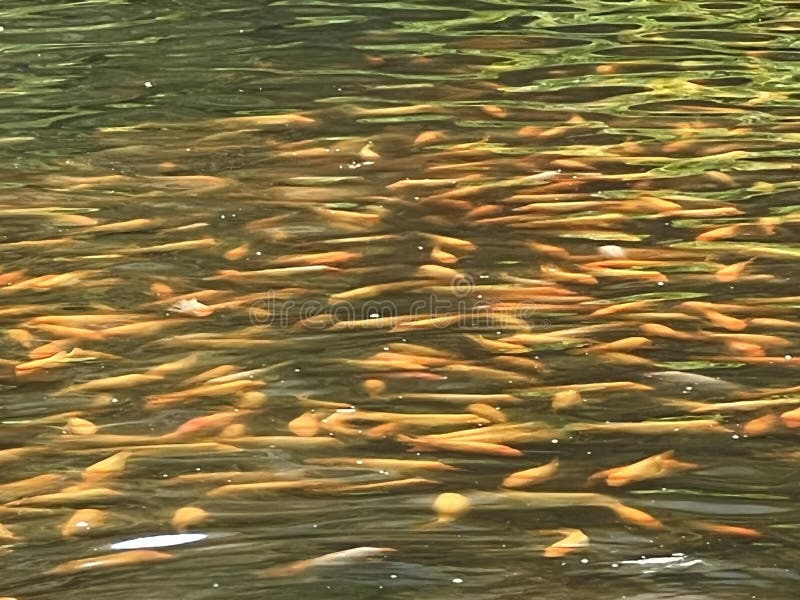 Veel Koi-karpers in het water royalty-vrije stock fotografie