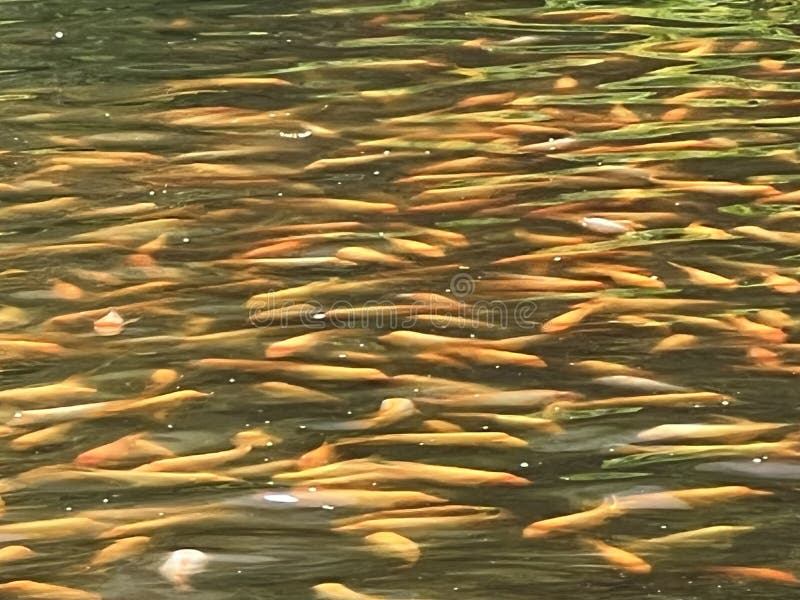 Veel Koi-karpers in het water stock afbeeldingen