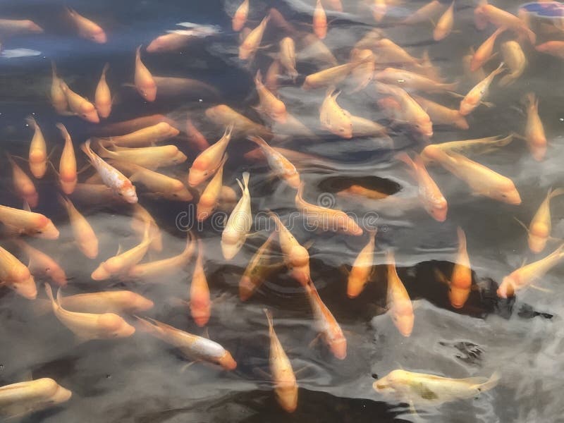 Veel Koi-karpers in het water royalty-vrije stock afbeelding