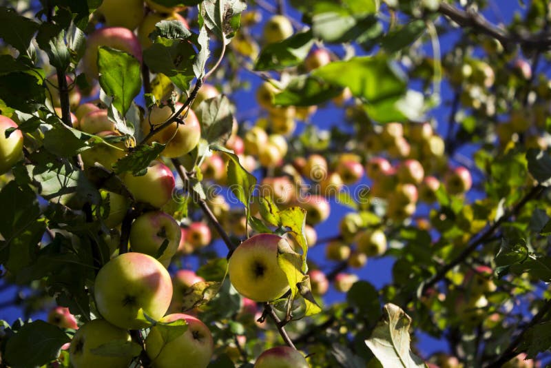 Veel rijpe groene en rode appelen die op de Apple-boom in t hangen stock foto Veel rijpe groene en rode appelen die op de Apple-boom in t hangen stock foto
