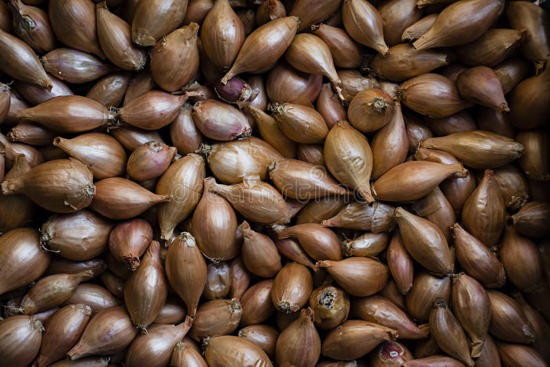 Veel uien Uien voor het planten Verse uien De achtergrond van uien Rijpe Uien Uien in markt royalty-vrije stock afbeeldingen Veel uien Uien voor het planten Verse uien De achtergrond van uien Rijpe Uien Uien in markt royalty-vrije stock afbeeldingen