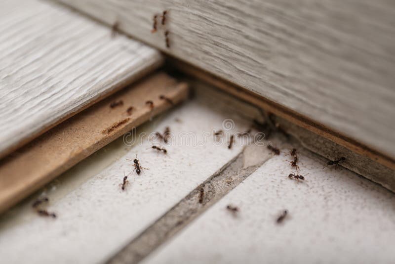 Veel zwarte mieren op de vloer Pest-besturingselement