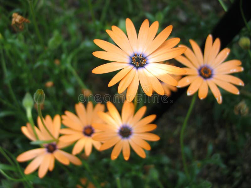 Download Veelvoudige Oranje Bloemen stock foto. Afbeelding bestaande uit sinaasappel - 29518