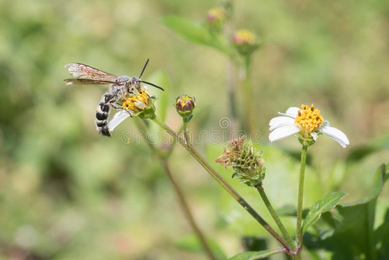 Veer-legged Scolid-Wesp op Zwart Jack Flowers stock foto Veer-legged Scolid-Wesp op Zwart Jack Flowers stock foto
