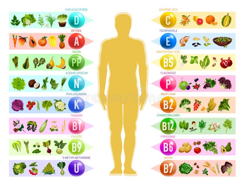 Human Diet Chart