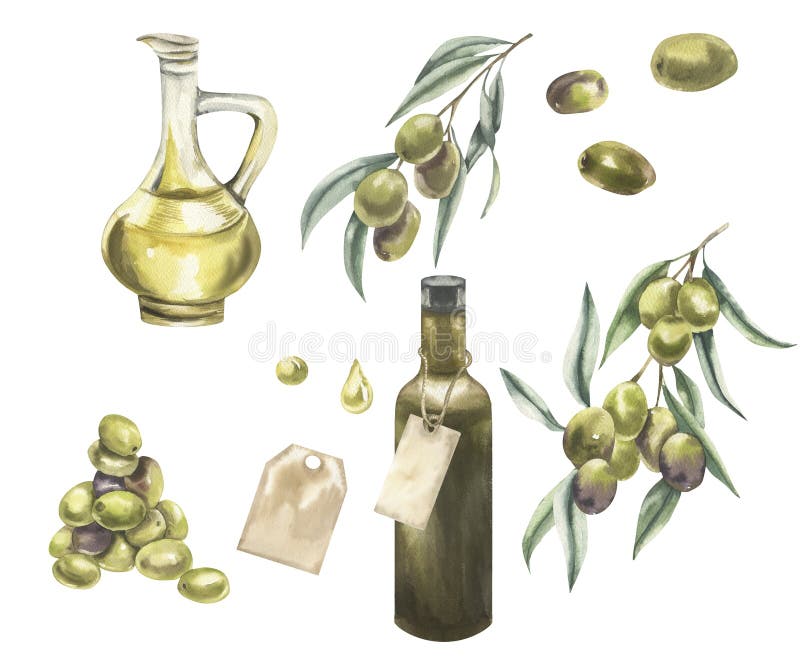 Vegan gesunde Lebensmittel Aquarellsammlung mit Oliven Oliven Oliven Ölkrug und grüne Flasche Olivenöl Früchte Backpapier Tag und vektor abbildung