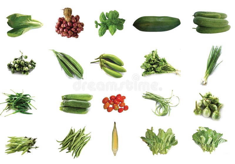 Vegetable 04