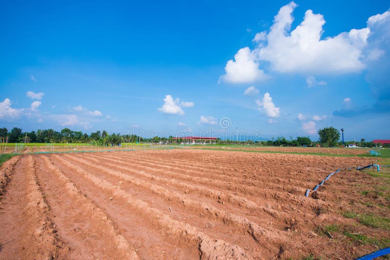 Vegetable Bed Prepare Plant in Garden Stock Photo Image of shoveling, cornfield 89727096