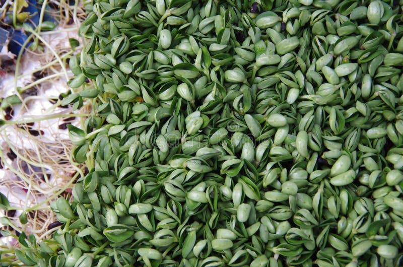 Sprouts, Sprouts, Pea Shoots Stock Photo Image of vegetables, bean