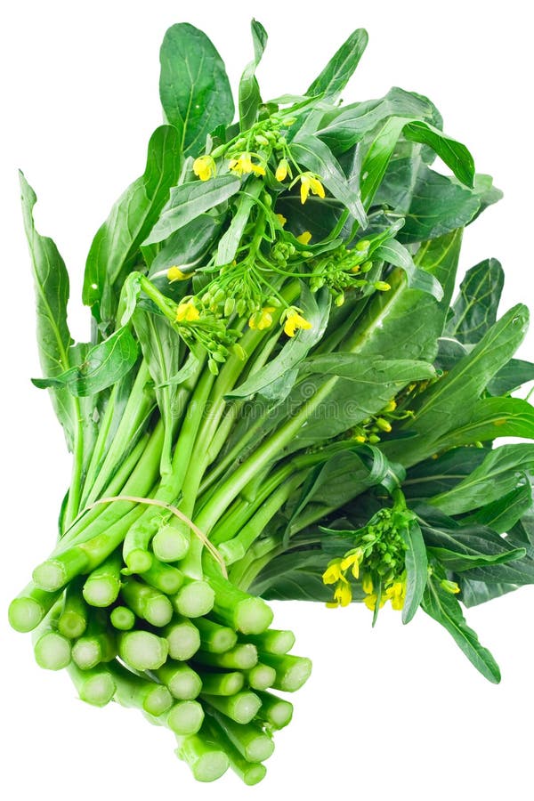 Vegetable choy sum stock photo. Image of food, green - 12072522