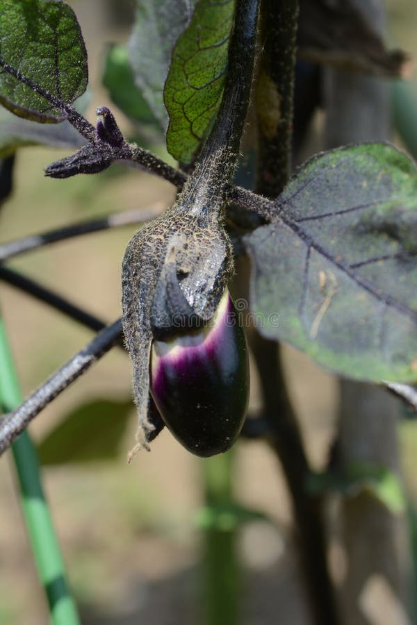 Eggplant growth stages stock image. Image of concept 66386821