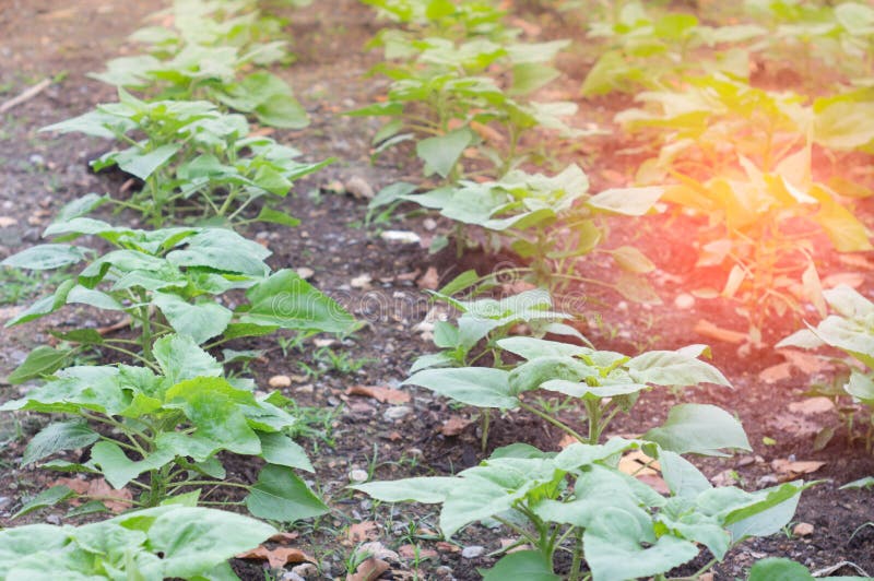Organic Vegetable Garden, Spring And The Morning Sun. Stock Photo