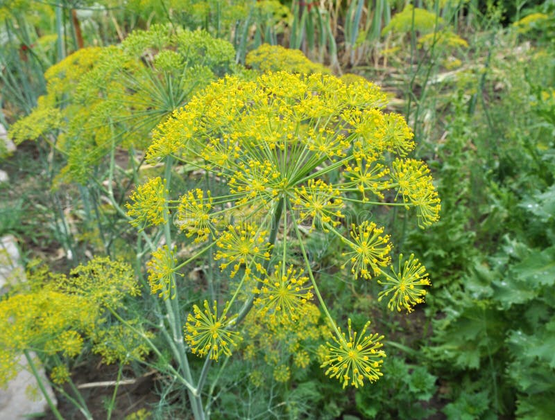 Vegetable Dill Grows in the Garden Stock Image Image of cooking