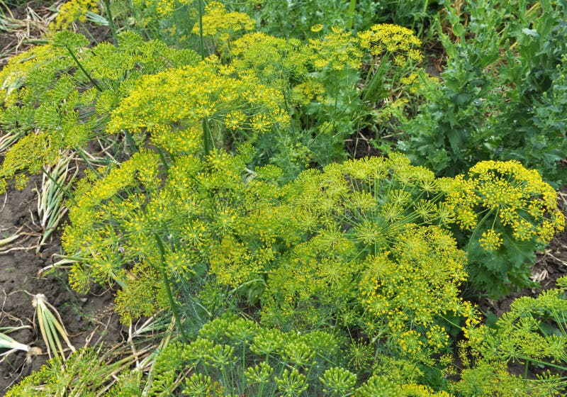 Vegetable Dill Grows in the Garden Stock Image Image of condiment