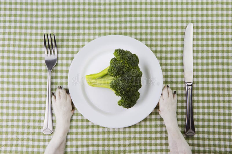 Plate of broccoli. top view. Dog paws. Plate of broccoli. top view. Dog paws.