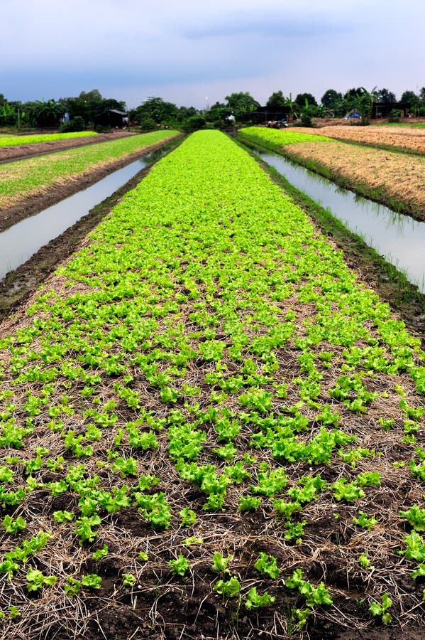 Vegetable farm stock image. Image of growing, field, lettuce 16263365