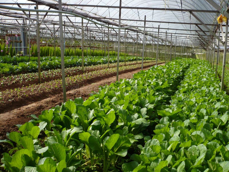 VEGETABLE FARM stock image. Image of healthy, farming 4145691