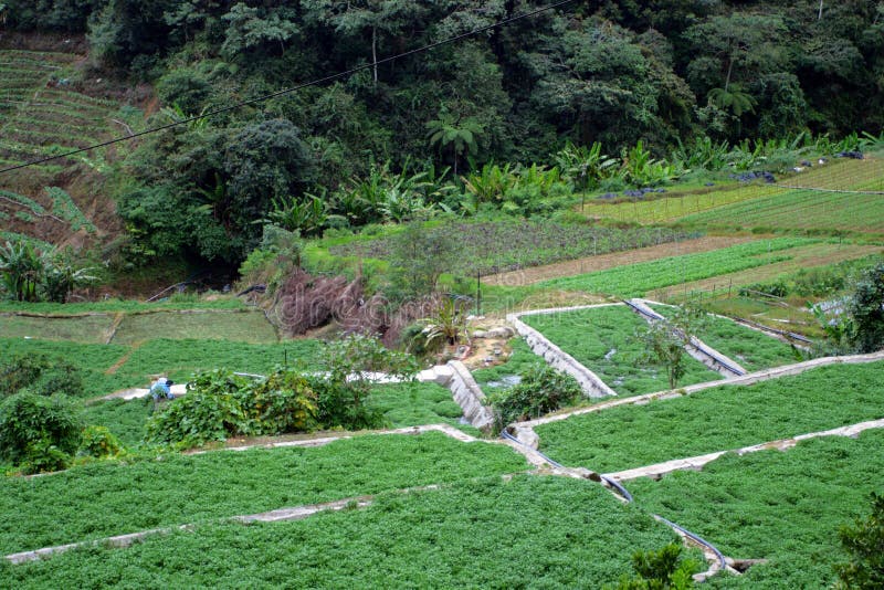 Vegetable Farm at Cameron Highlands, Malaysia Stock Photo Image of