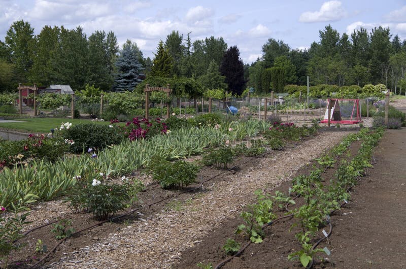 Vegetable farm in garden stock image. Image of food, organic 72284787
