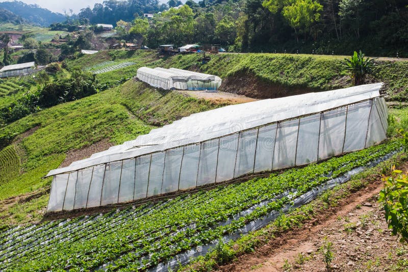 Vegetable farm stock photo. Image of cultivation, food 138076190