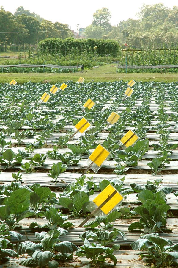 Vegetable farm stock photo. Image of organic, crop, agriculture 22519880