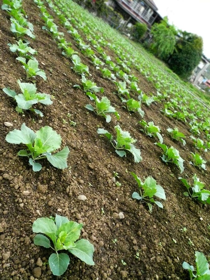 Vegetable Free Stock Photos & Pictures, Vegetable RoyaltyFree and