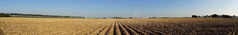 Panoramic view of a large potato field in summer. Panoramic view of a large potato field in summer