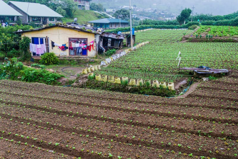 Vegetable fields near Nuwara Eliya town, Sri Lan