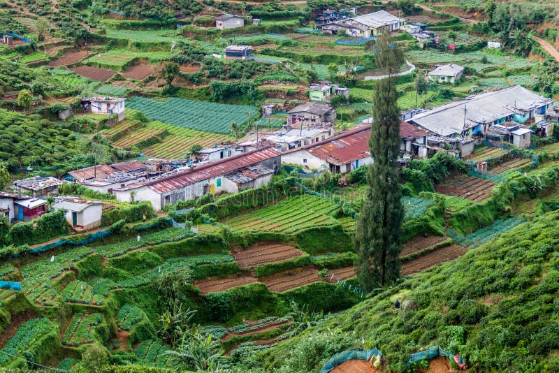 Vegetable fields near Nuwara Eliya town, Sri Lan