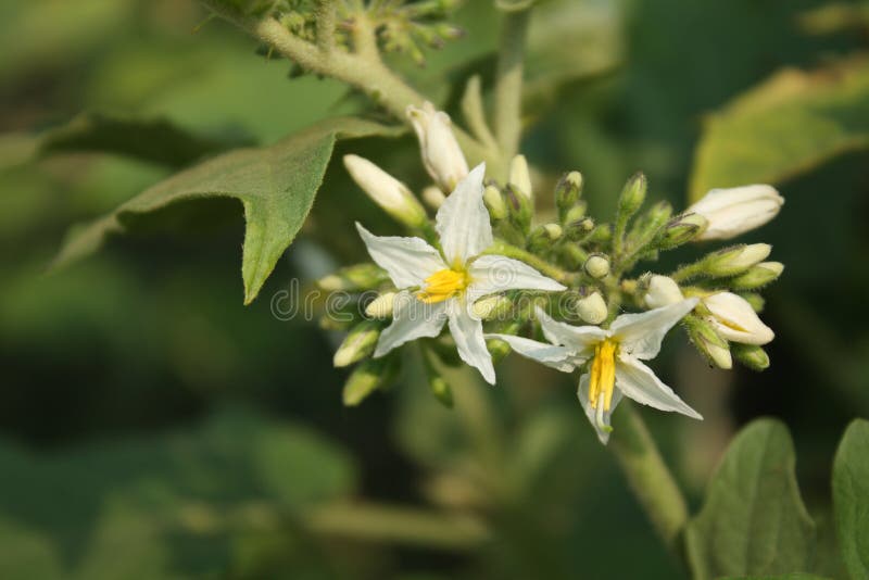Vegetable flowers stock photo. Image of front, plant 57986358