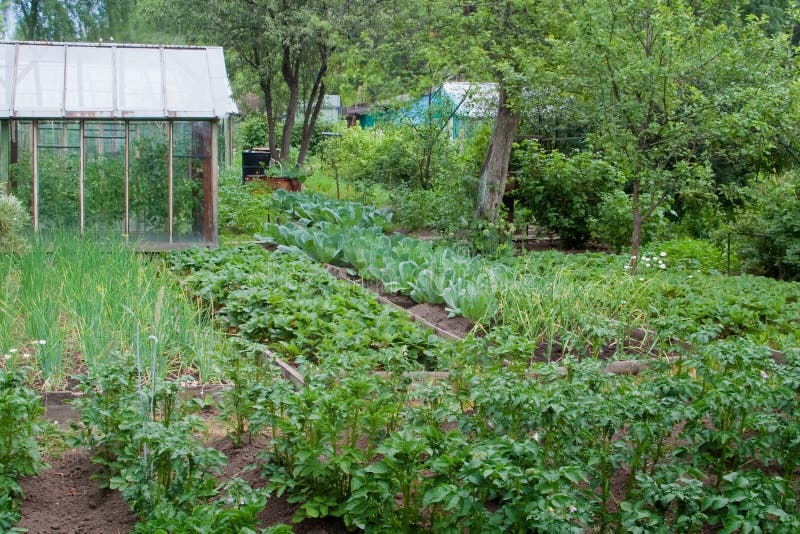 Vegetable garden