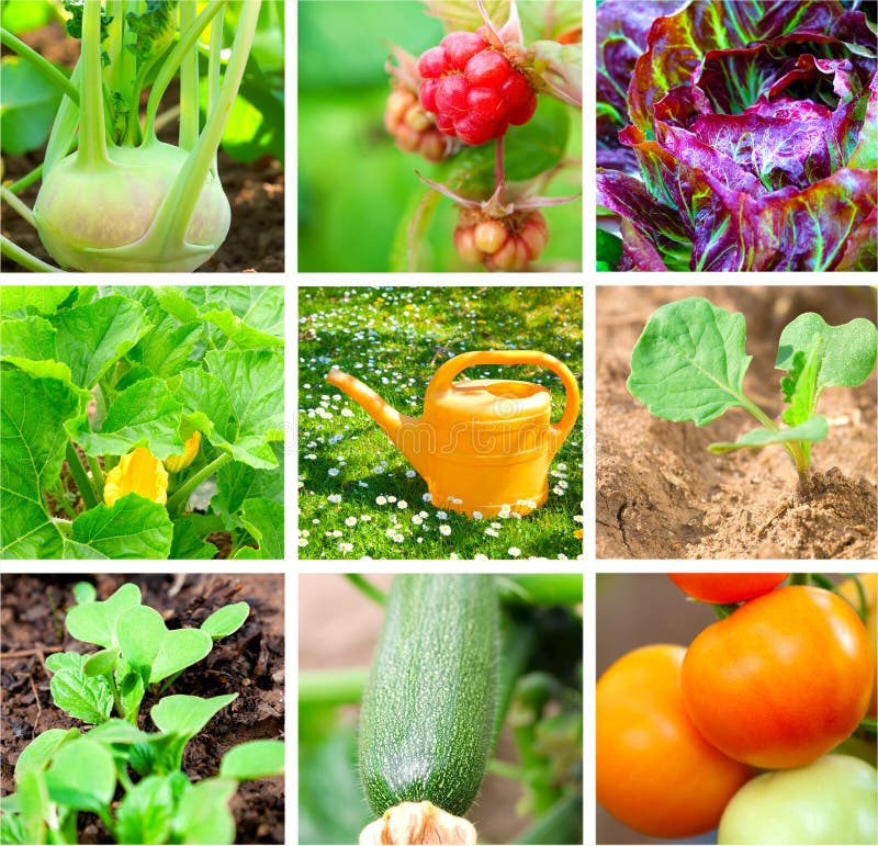 Vegetable garden