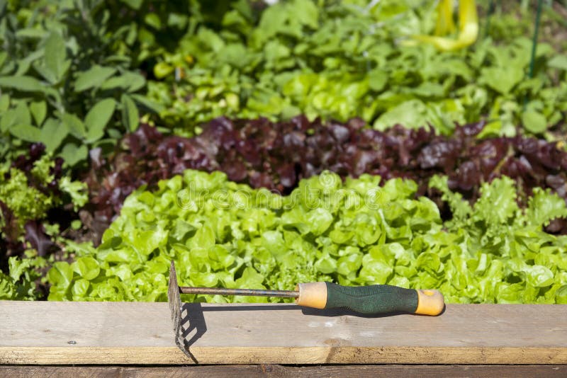 Vegetable garden stock image. Image of fruit, cultivate 20694929