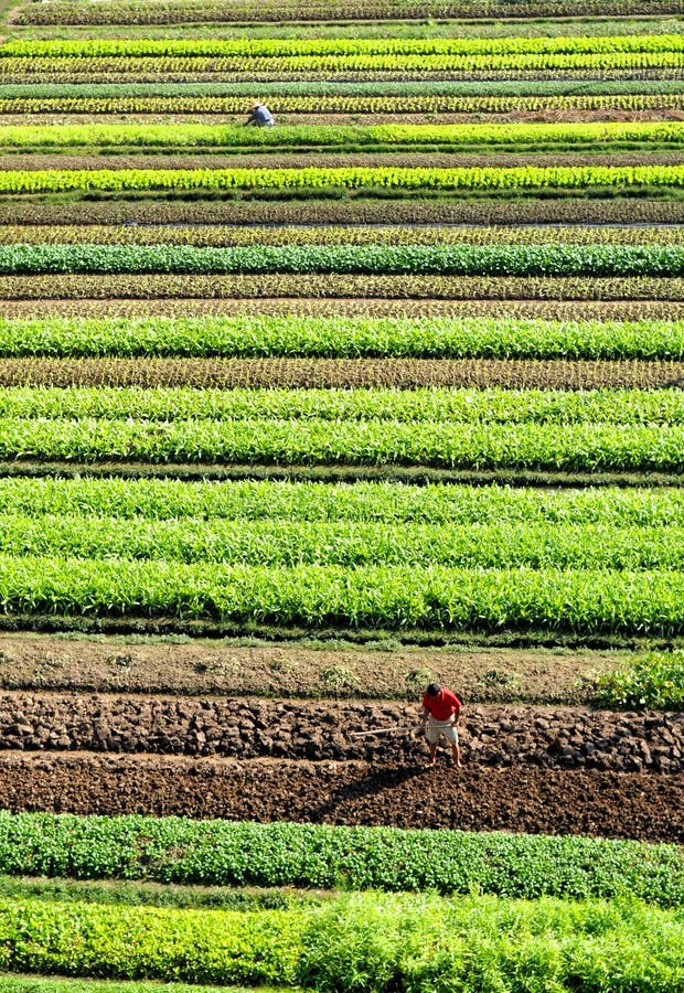 The vegetable garden