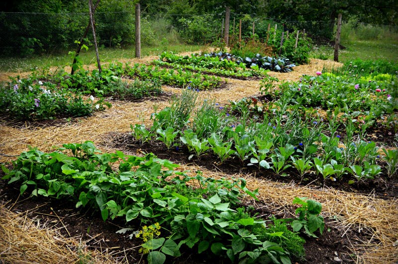 Vegetable Garden