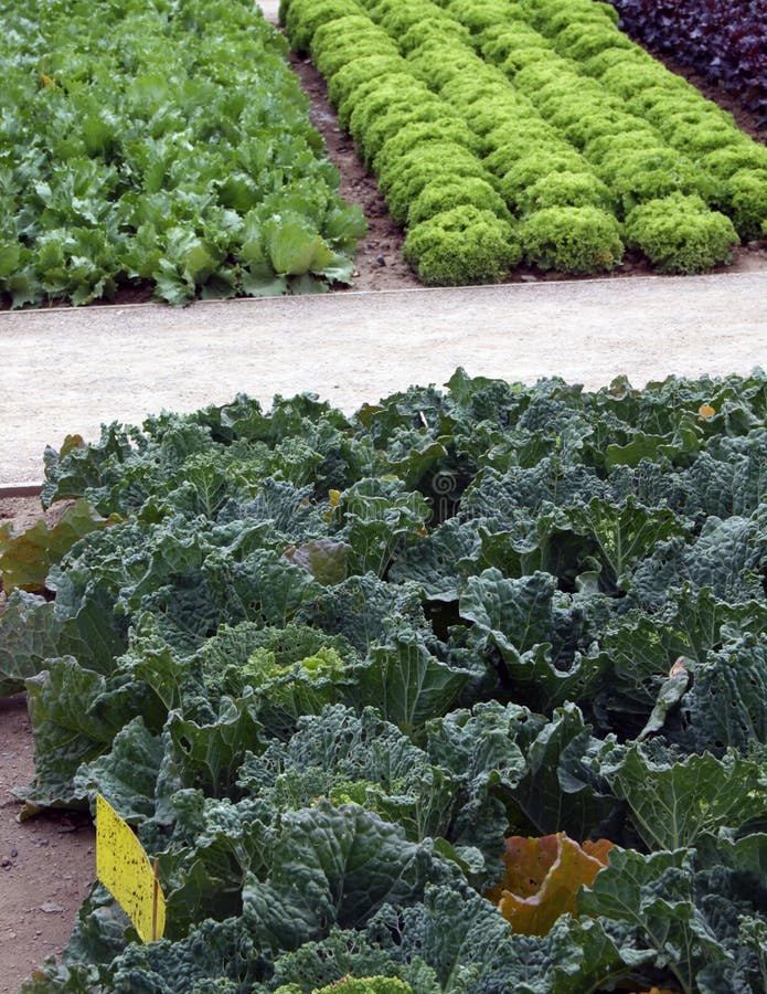 Salad garden bed stock image. Image of endive, radi, head 3382243