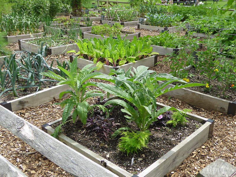Vegetable Garden in Boxes stock image. Image of gardening 57718127