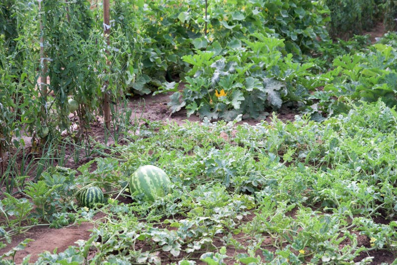 Vegetable garden stock image. Image of flower, green 74859343