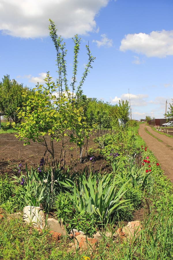 Vegetable Garden, Fruit Trees and Flower Beds on Sunny Spring Da Stock