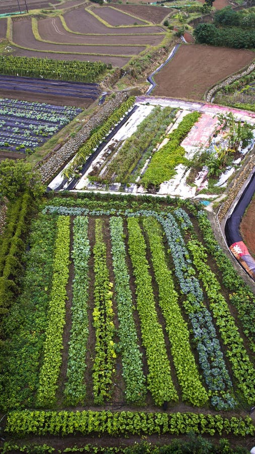 Vegetable Garden Top View Stock Photos Download 27,575 Royalty Free